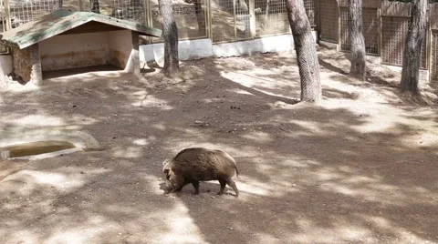 Wild Boar walking on the farm Stock Footage 63381674
