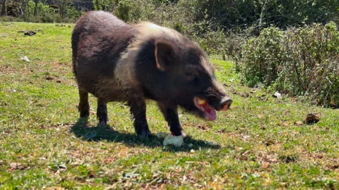 Wild boar walking feeding  green grass meadow near bushes,  hog foraging Видео 339051802