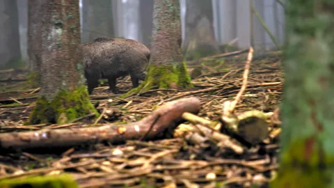 Wild boar walking 動画素材 311433227