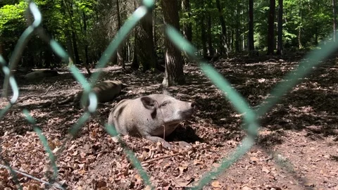 Wild boar walking in forest behind fence in Karlovy Vary, Czech Republic Stock Footage 246681033