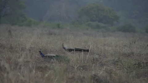 Wild boar walking in the forest Видео 208632813