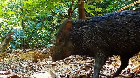 Wild Boar Walking in Forest Stock Footage 323142779
