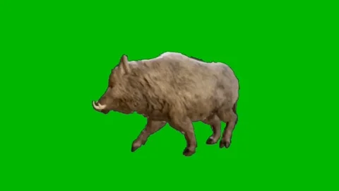 Wild Boar Walking on Green Screen 01 Stock-Footage 225217705