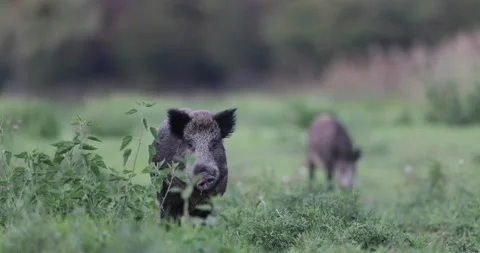 Wild boar walking in high grass 스톡 동영상 218632933