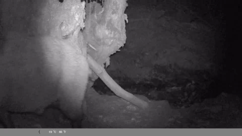 Wild Boar Walking Past Tree Trunk at Night - Night Vision Trail Cam Stock Footage 341803625