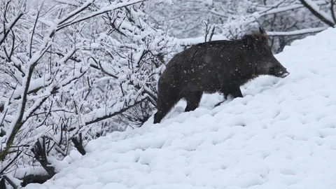 Wild Boar walking in the snow Stock Footage 148156678