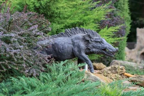 Wild boar walking through dead grass and pine trees Stock Photos