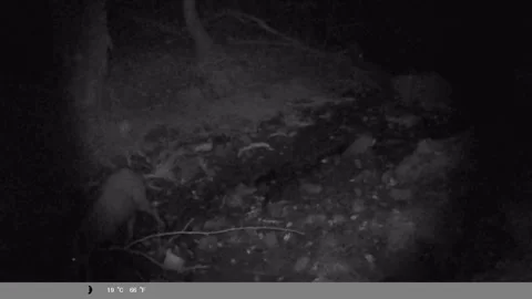 Wild Boar Walking Through Forest at Night | Infrared Trail Camera Footage Stock Footage 340745261