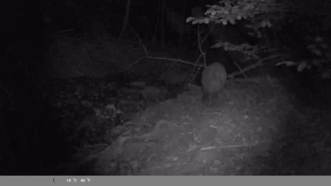 Wild Boar Walking Through Forest at Night – Night Vision Camera Trap Footage Stock Footage 341805215