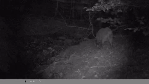 Wild Boar Walking Through Forest at Night – Night Vision Camera Trap Footage Stock Footage 341805597