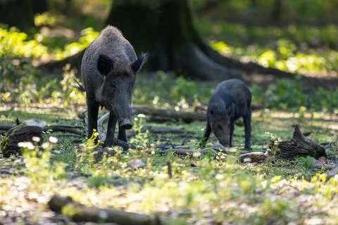 A wild boar walking through a forest in Hesse, Germany at a sunny day in summer. Stock Photos