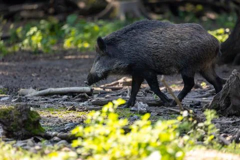 A wild boar walking through a forest in Hesse, Germany at a sunny day in summer. Stock Photos