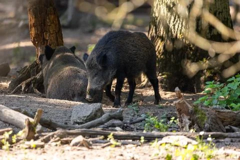 A wild boar walking through a forest in Hesse, Germany at a sunny day in summer. Stock Photos