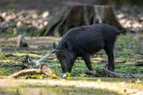 A wild boar walking through a forest in Hesse, Germany at a sunny day in summer. Stock Photos