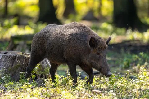 A wild boar walking through a forest in Hesse, Germany at a sunny day in summer. Stock Photos