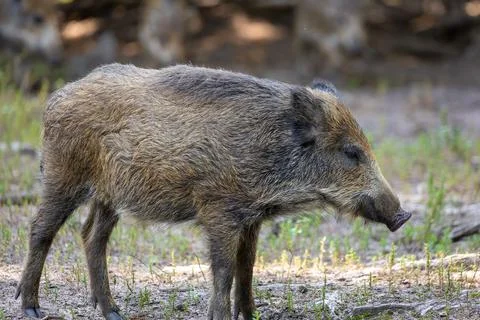 A wild boar walking through a forest in Hesse, Germany at a sunny day in summer. Stock Photos
