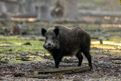 A wild boar walking through a forest in Hesse, Germany at a sunny day in autumn. Stock Photos