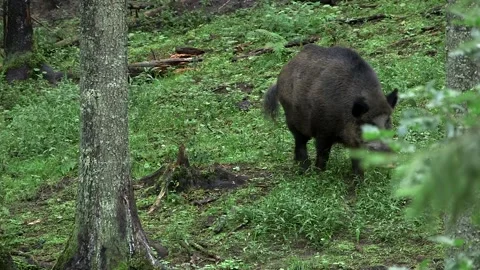 Wild Boar Walks in the Forest Stock Footage 268724622