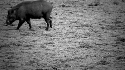 Wild boar walks on grass field - Black &amp; White Stock Footage 282473995