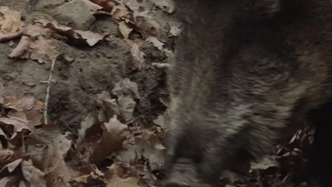 Wild boar walks through dry autumn leaves Stock Footage 286135977