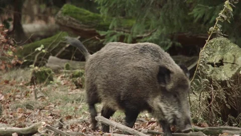 A wild boar walks through the forest in autumn Stock Footage 286135898