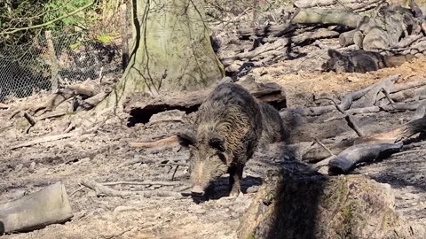 A wild boar walks through a muddy forest floor near a large tree with fa.. Stock Footage 341878229