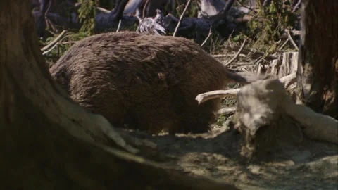 Wild boar at a wallow in the forest in spring Stock Footage 270794186