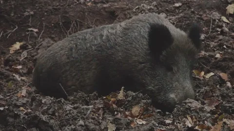 Wild boar wallows in the muddy forest floor Stock Footage 286136020