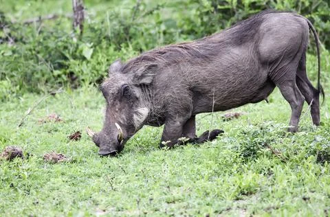 Wild boar warthog eats grass on his knees. Stock Photos