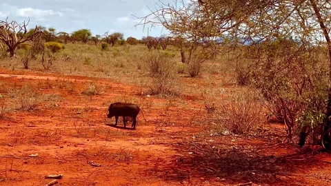A wild boar warthog walks slowly across the red soil of the savanna. 库存影片 339407571