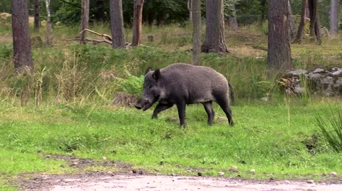 Wild boar wink at camera while walking Stock Footage 55858622