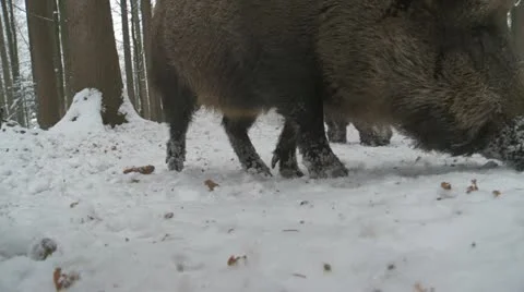 Wild boar in winter Video stock 20644757