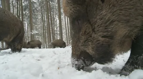 Wild boar in winter Stock Footage 20645378