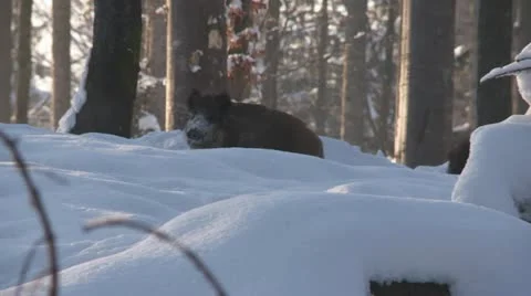 Wild boar in winter Stock Footage 21277667