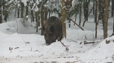 Wild boar in winter Stock Footage 21279102