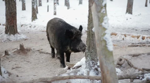 Wild boar in winter forest Stock Footage 59769135