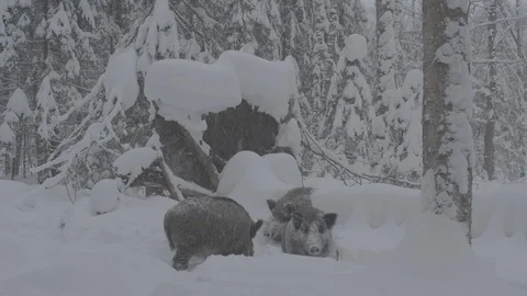 Wild boar in winter forest 스톡 동영상 103436350