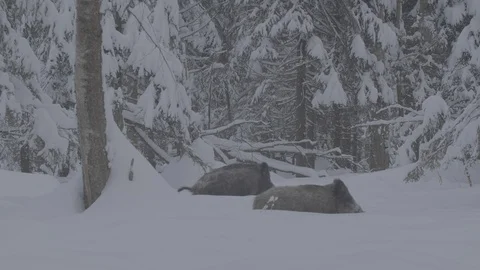 Wild boar in winter forest 스톡 동영상 103436788