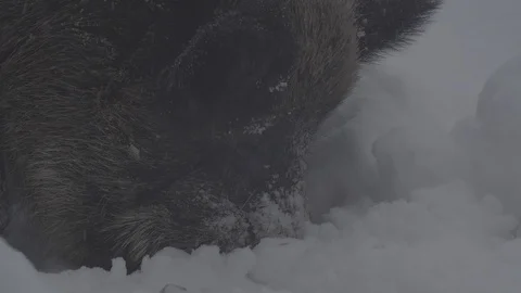Wild boar in winter forest 스톡 동영상 103437124