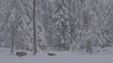 Wild boar in winter forest 스톡 동영상 103437277