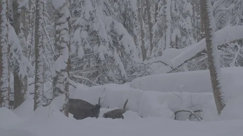 Wild boar in winter forest 스톡 동영상 103437333