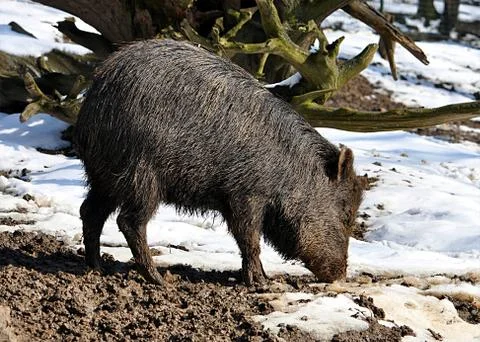Wild boar in the winter Stock Photos