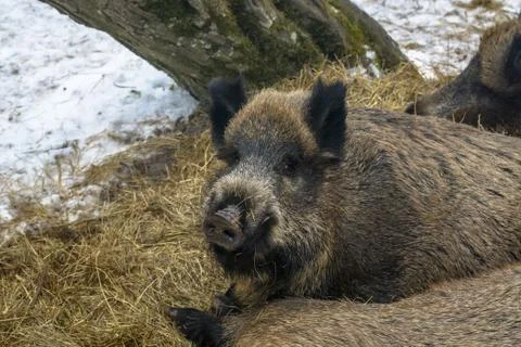 Wild boar in the winter Stock Photos