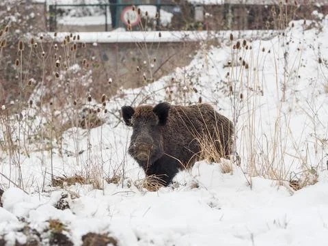 Wild Boar in Winter Foto stock