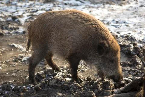 Wild boar in wintertime Stock Photos
