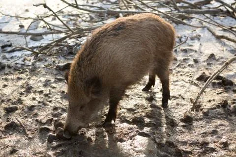 Wild boar in wintertime Stock Photos