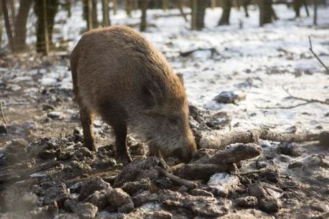 Wild boar in wintertime Stock Photos