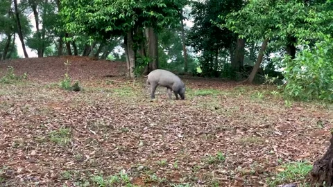 Wild boar in the Woods in the evening Stock Footage 152517352