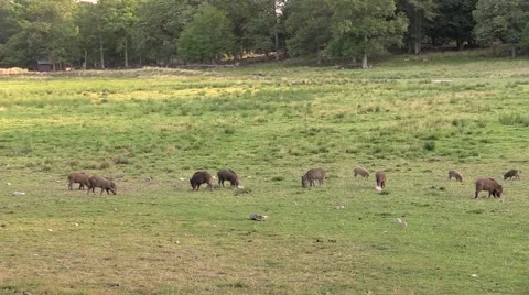 Wild boar young ones of different ages Stock Footage 55858548