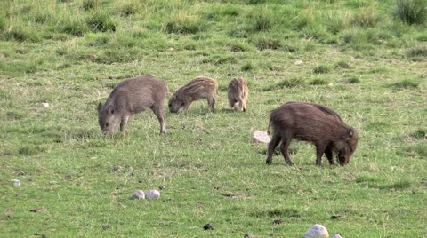 Wild boar young piglets looking for food Stock Footage 55858531